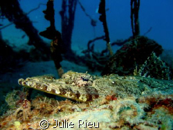 Crocodile fish on Pange South off Stonetown, Zanzibar by Julie Rieu 